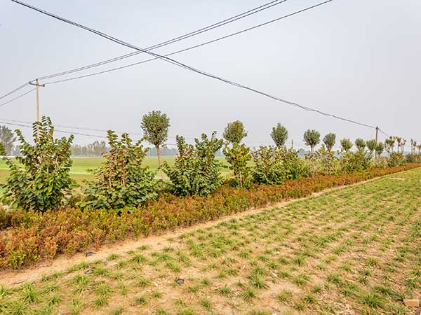 汶上化工园道路翻修绿化工程