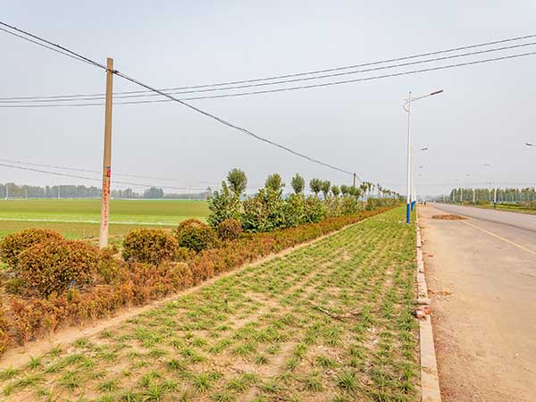 汶上化工园道路翻修绿化工程