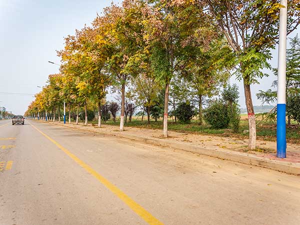 汶上化工园道路翻修绿化工程